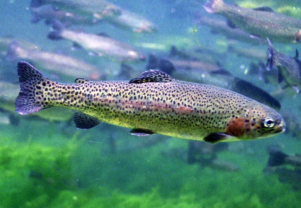 Steelhead rainbow trout