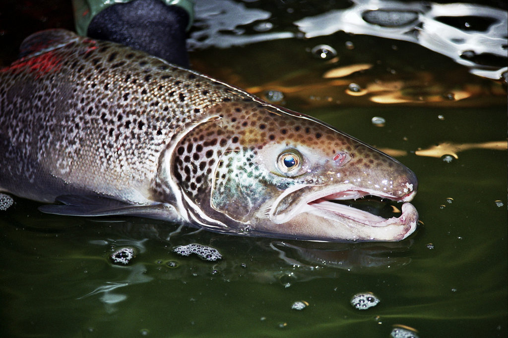 spawning Atlantic salmon