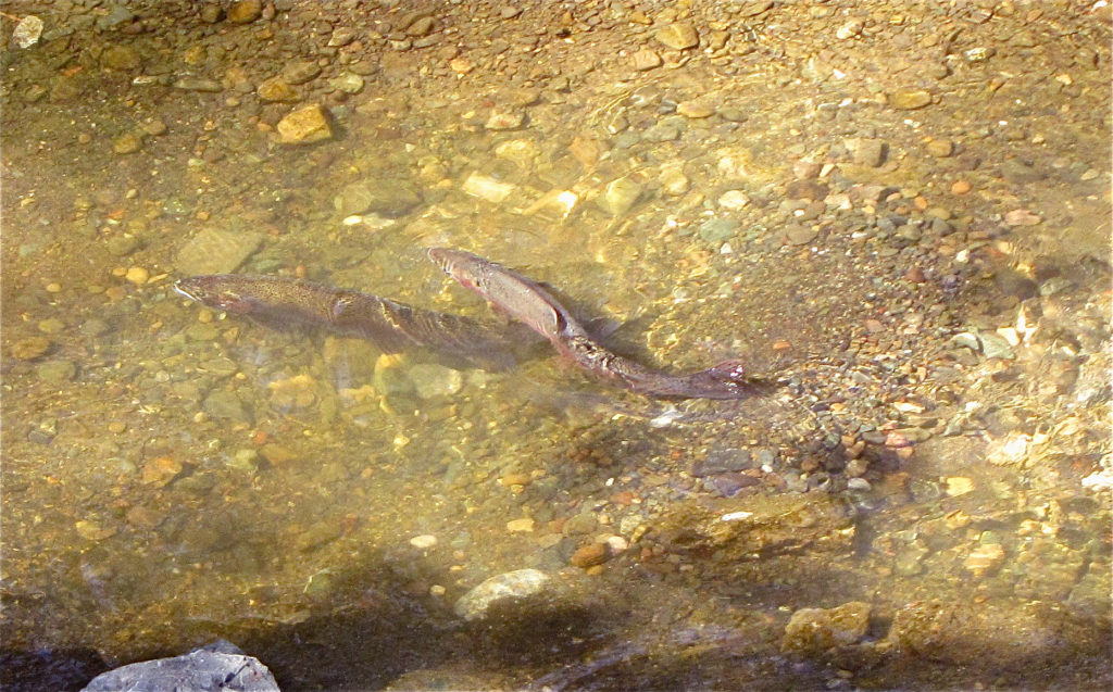Spawning rainbow trout