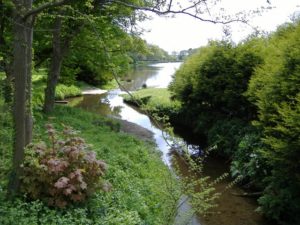 Inlet on the shore of a trout lake