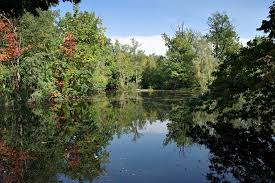 Overhanging trees in a lake for trout