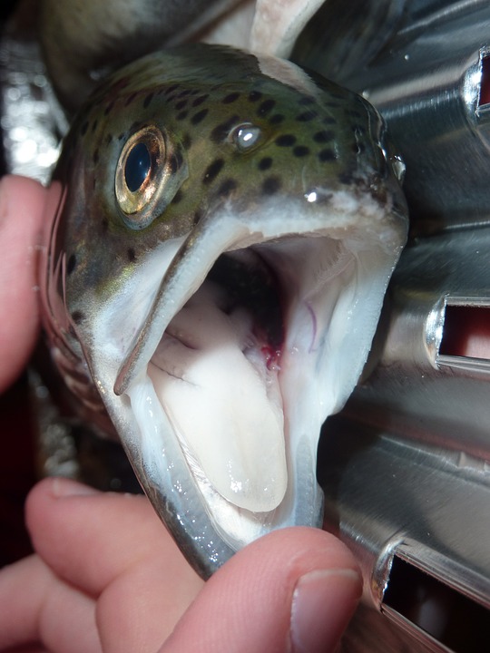 Trout mouth pain catch and release