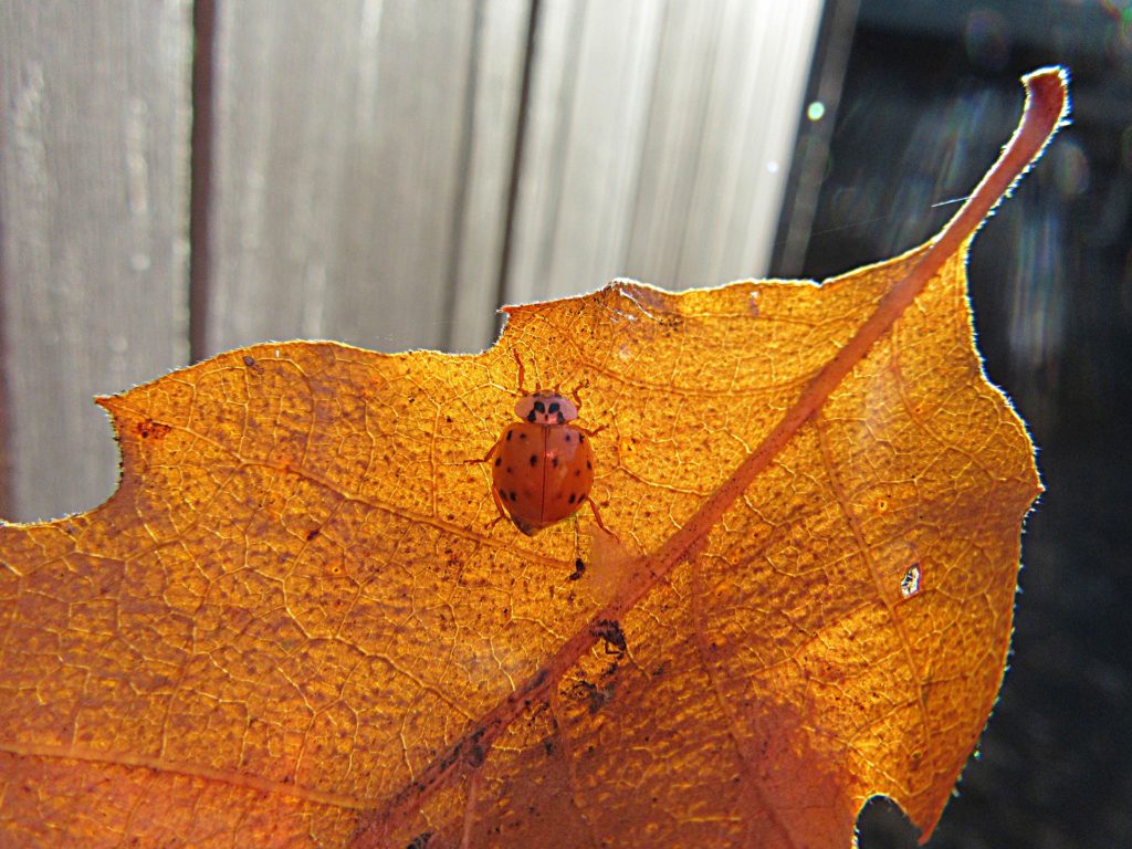 Insect fall leaf