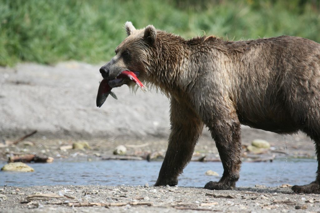 Bear eating spawning salmon