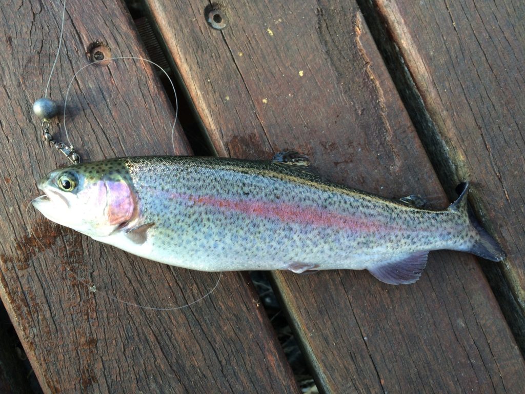 Sttocked rainbow trout caught powerbait rig
