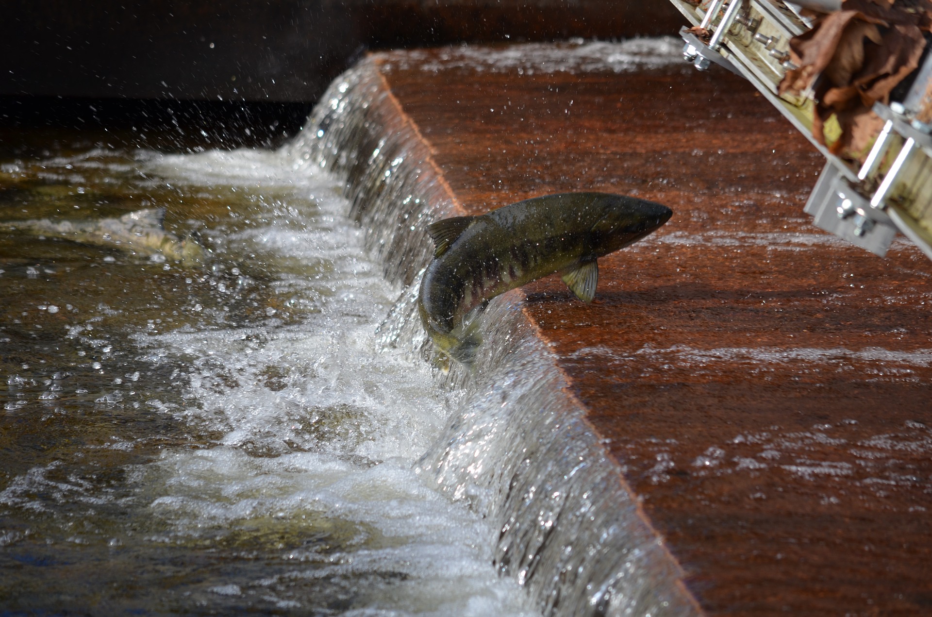Spawning salmon jumping